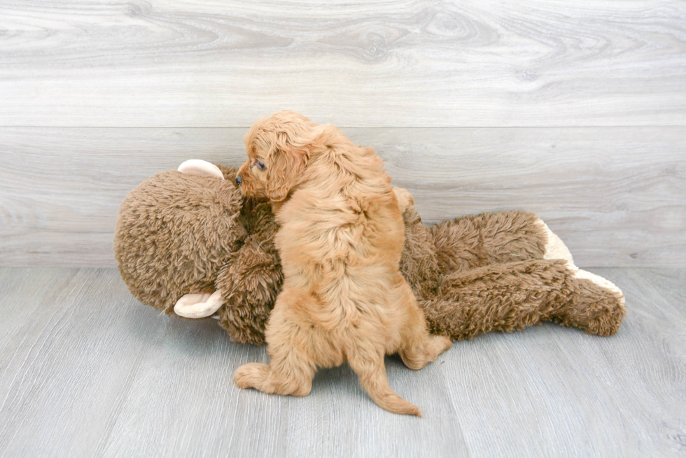 Cockapoo Pup Being Cute