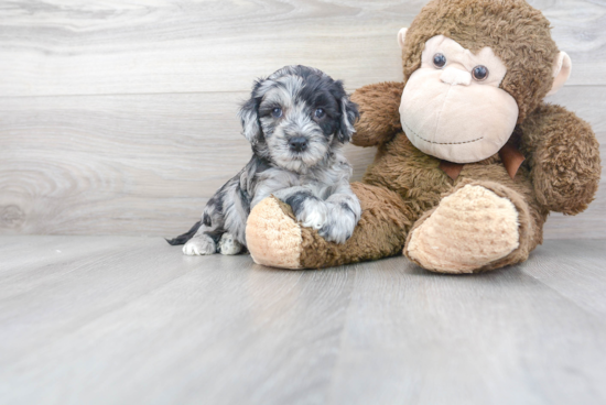 Fluffy Cockapoo Poodle Mix Pup