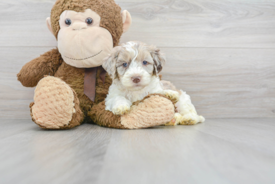 Friendly Cockapoo Baby