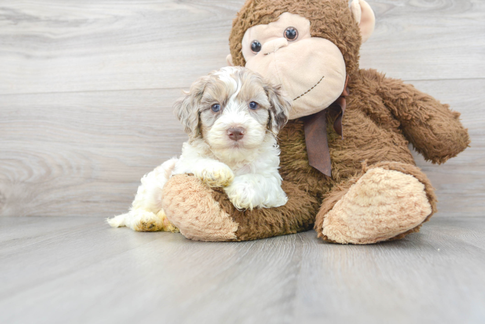 Best Cockapoo Baby