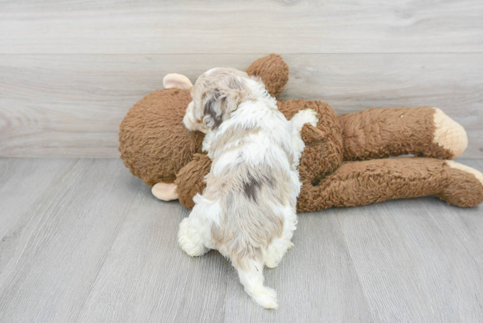 Cute Cockapoo Baby