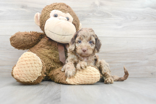 Best Cockapoo Baby