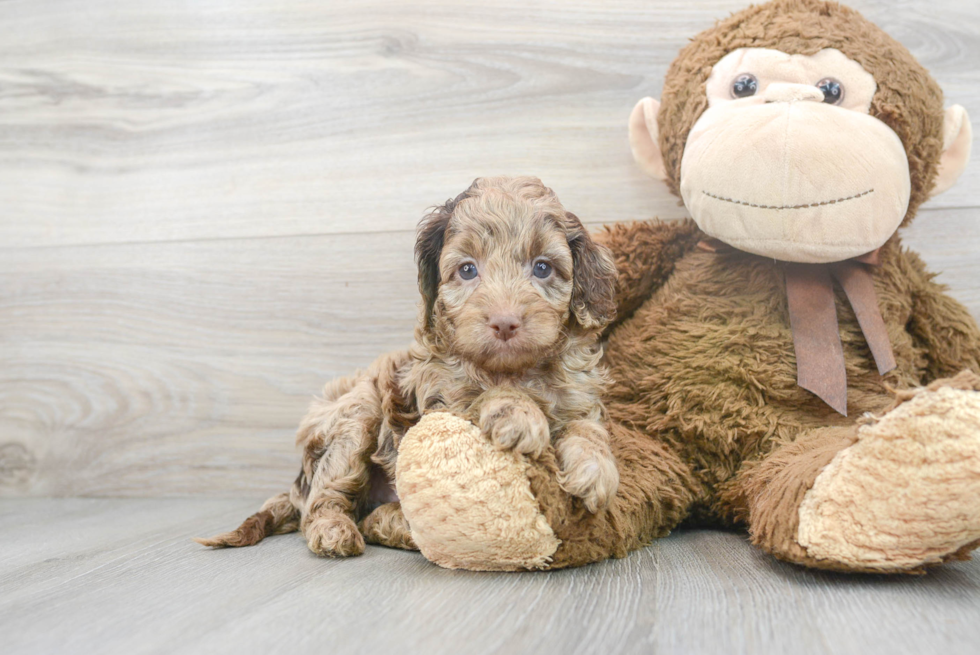 Cockapoo Puppy for Adoption