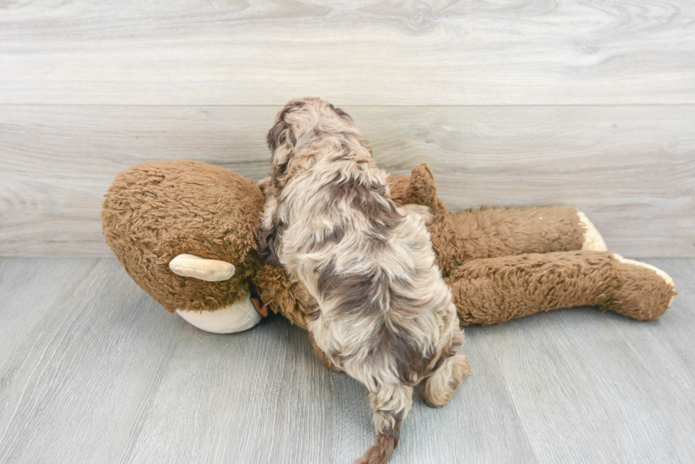 Energetic Cockerpoo Poodle Mix Puppy