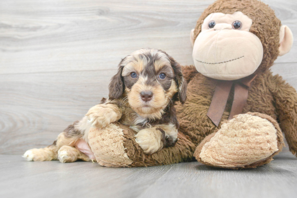 Cockapoo Puppy for Adoption