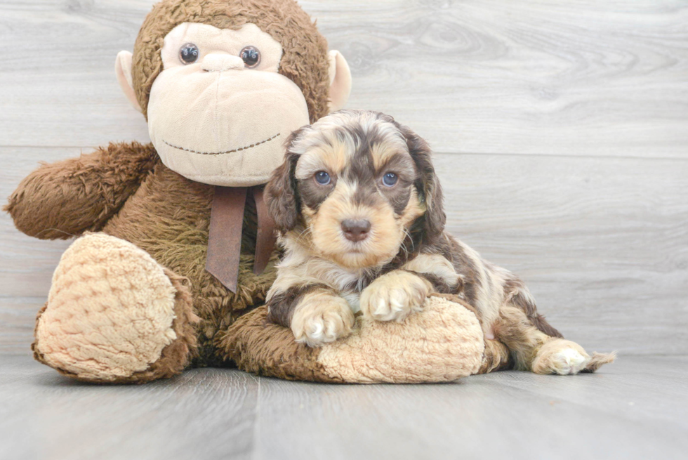 Cockapoo Puppy for Adoption