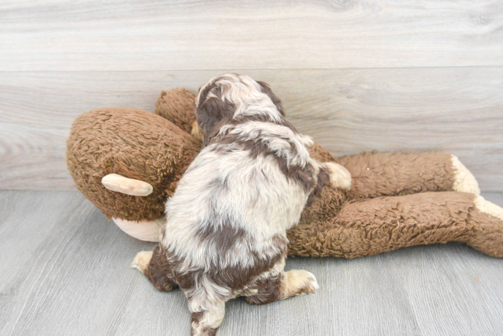 Smart Cockapoo Poodle Mix Pup