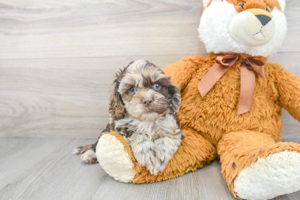 Energetic Cockerpoo Poodle Mix Puppy