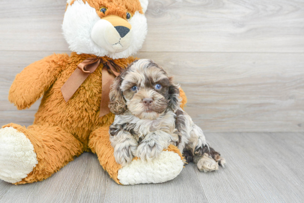 Friendly Cockapoo Baby