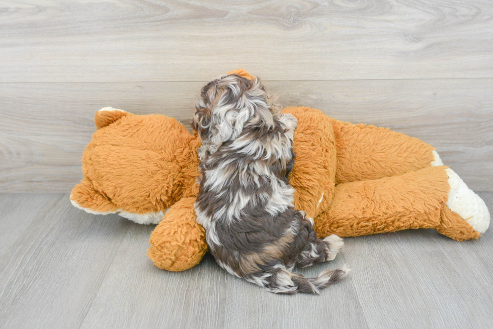 Sweet Cockapoo Baby