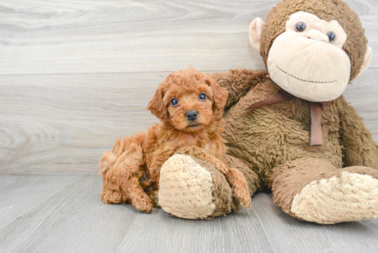 Fluffy Cockapoo Poodle Mix Pup