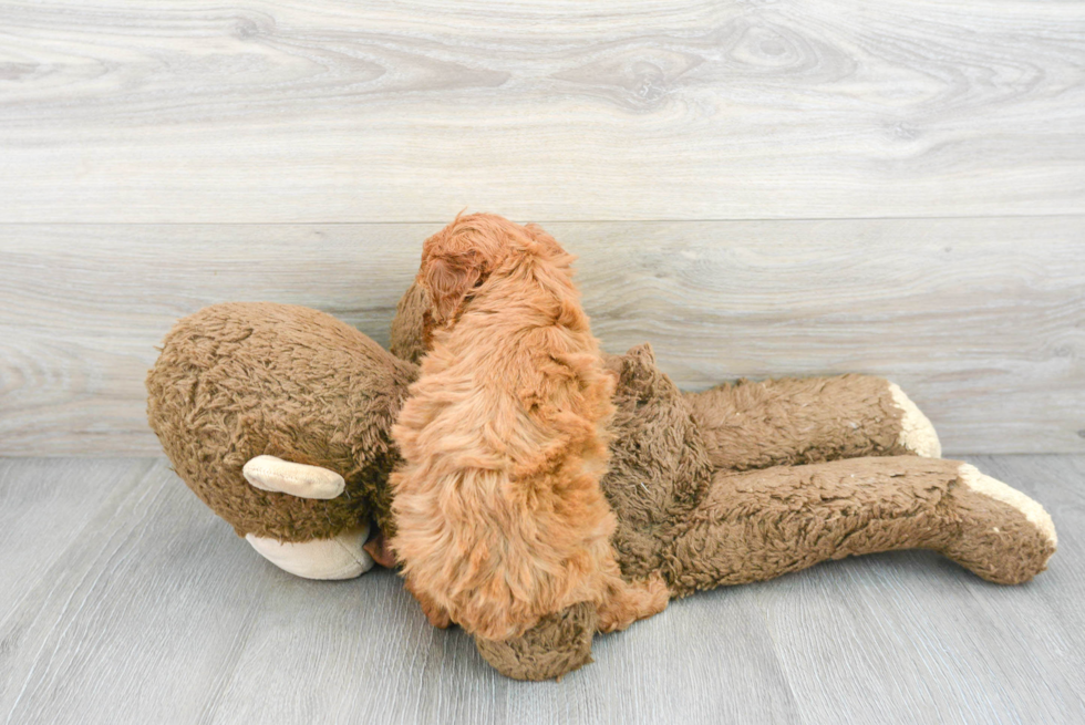 Energetic Cockerpoo Poodle Mix Puppy