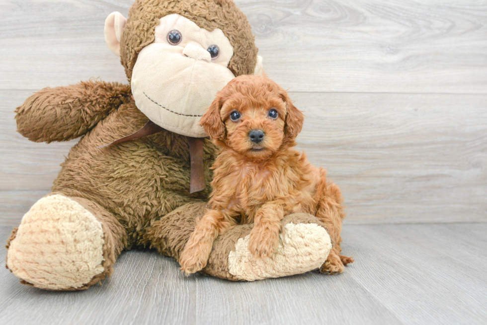 Funny Cockapoo Poodle Mix Pup