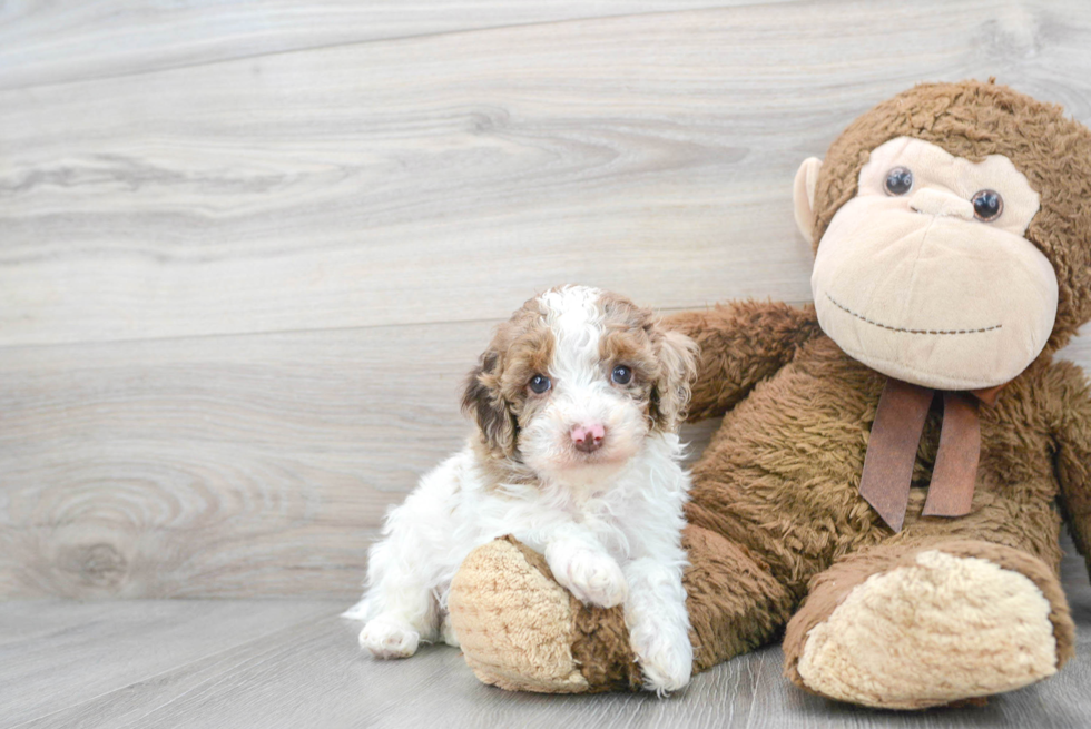 Cute Cockapoo Baby