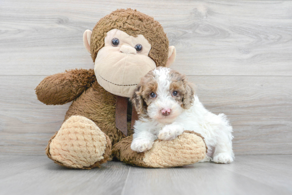 Cockapoo Puppy for Adoption