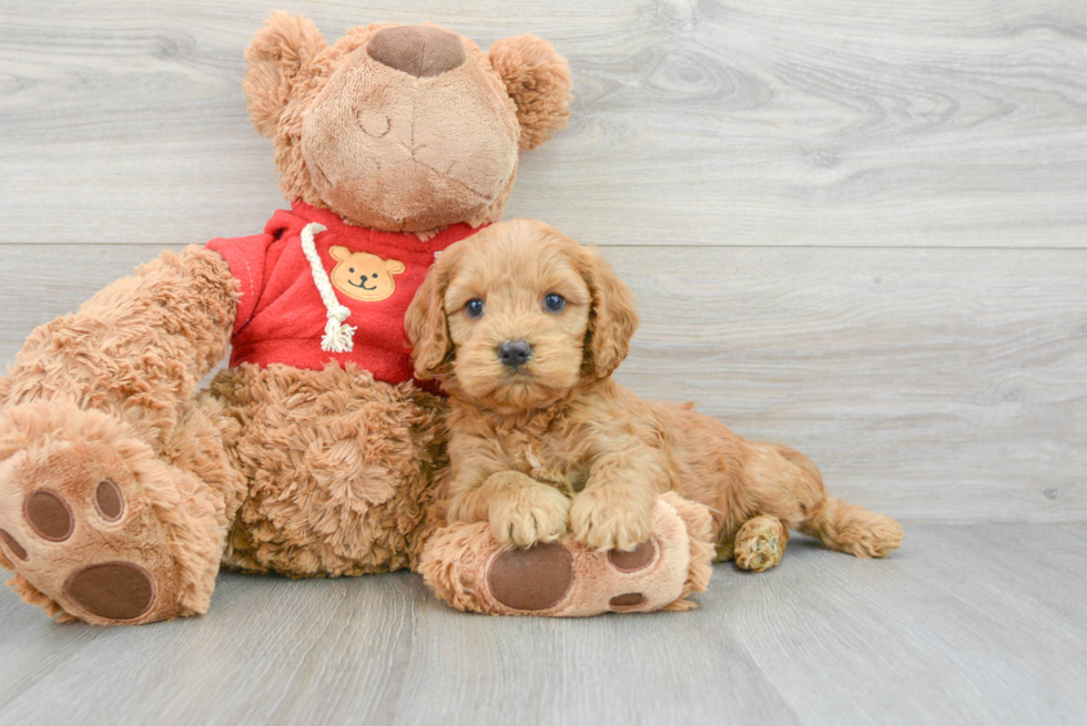 Fluffy Cockapoo Poodle Mix Pup