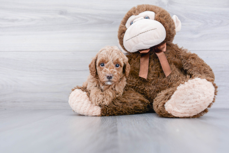 Cockapoo Pup Being Cute