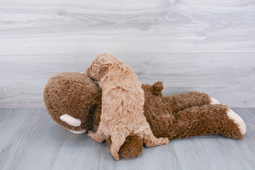 Energetic Cockerpoo Poodle Mix Puppy