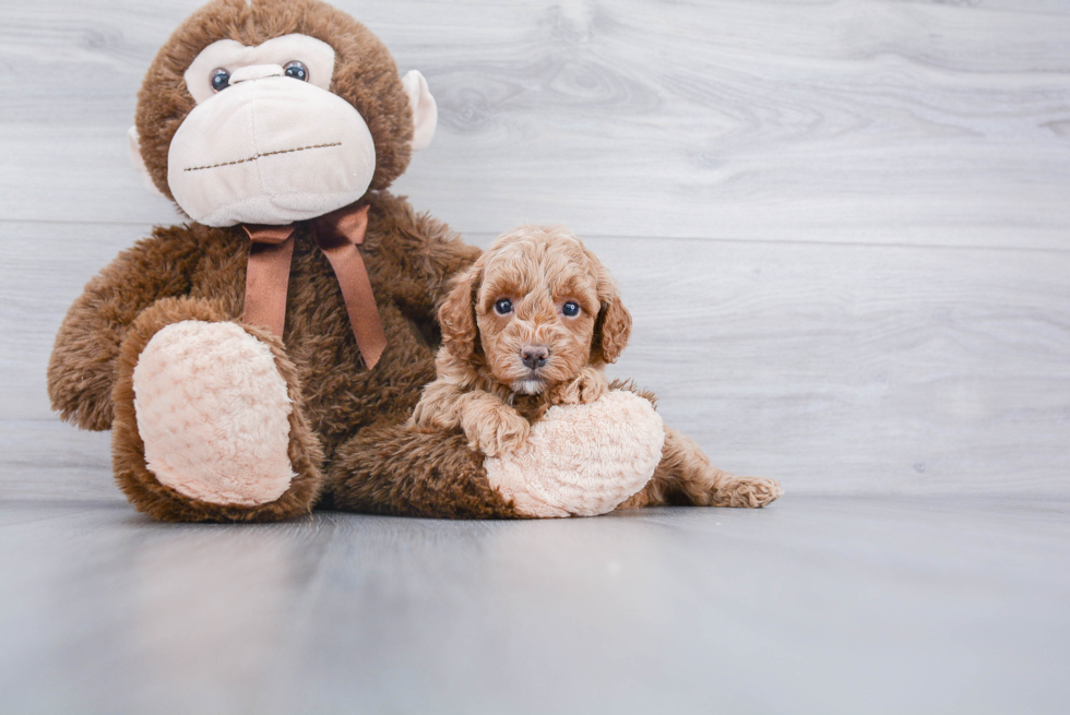 Little Cockerpoo Poodle Mix Puppy