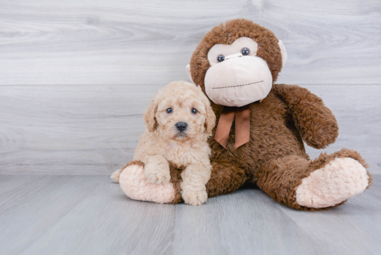 Happy Cockapoo Baby