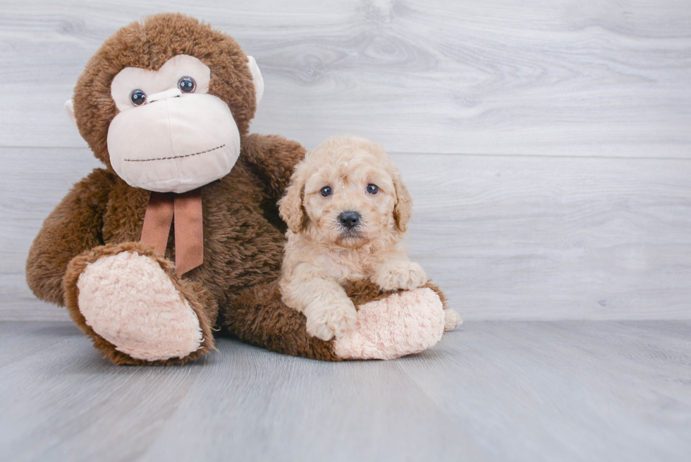 Playful Cockerpoo Poodle Mix Puppy