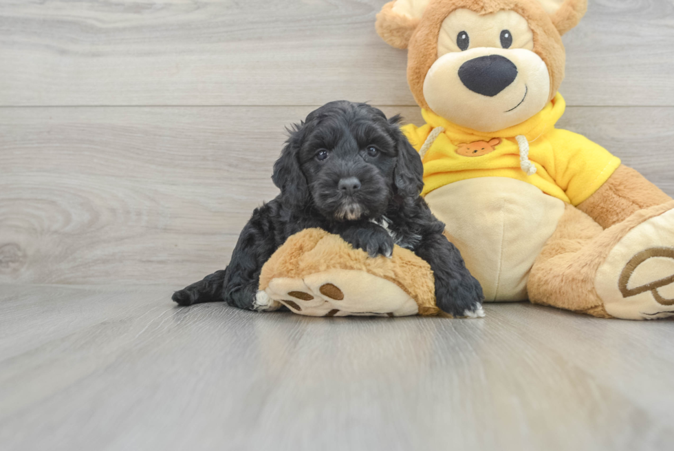 Little Cockerpoo Poodle Mix Puppy