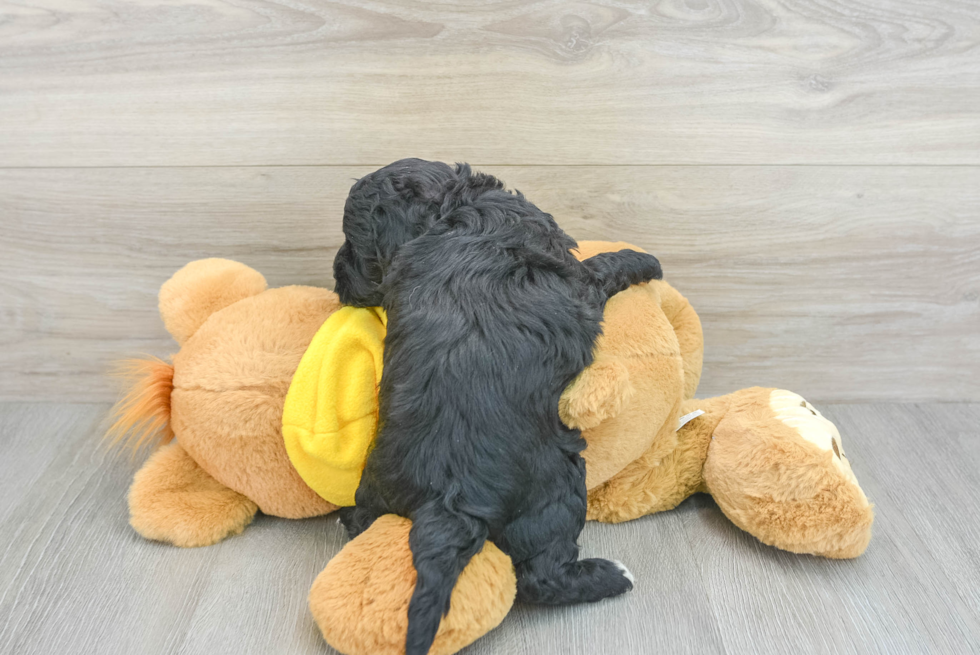 Cockapoo Pup Being Cute