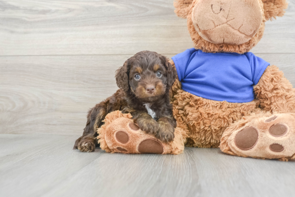 Cockapoo Puppy for Adoption