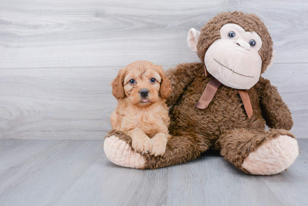 Hypoallergenic Cockerpoo Poodle Mix Puppy