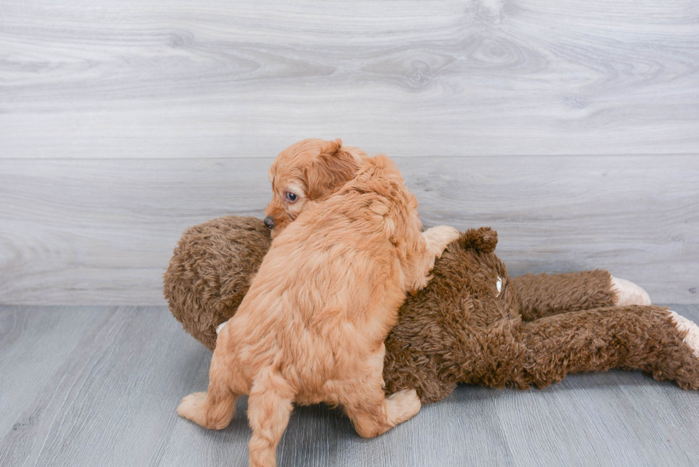 Cockapoo Puppy for Adoption