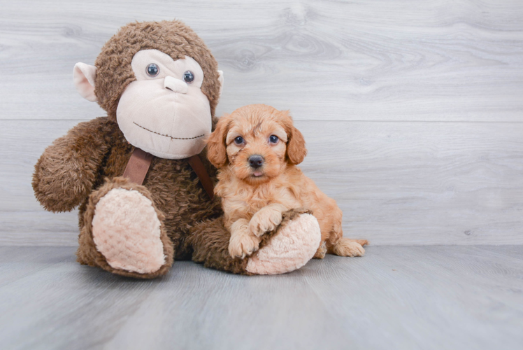 Best Cockapoo Baby