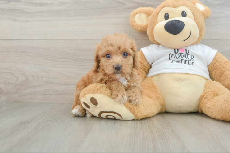 Cockapoo Pup Being Cute