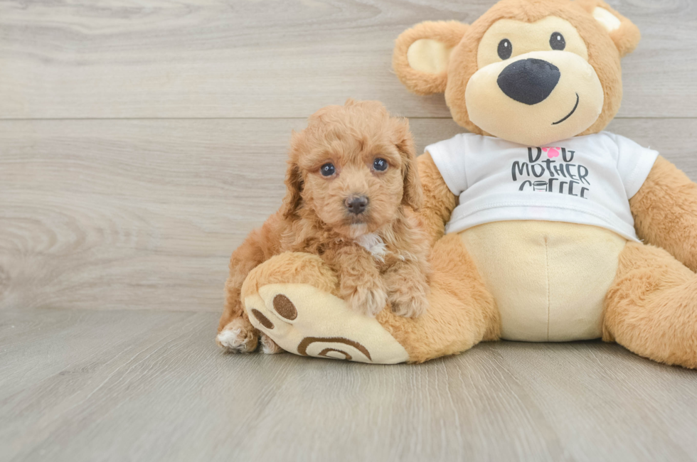 5 week old Cockapoo Puppy For Sale - Premier Pups