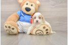 Best Cockapoo Baby