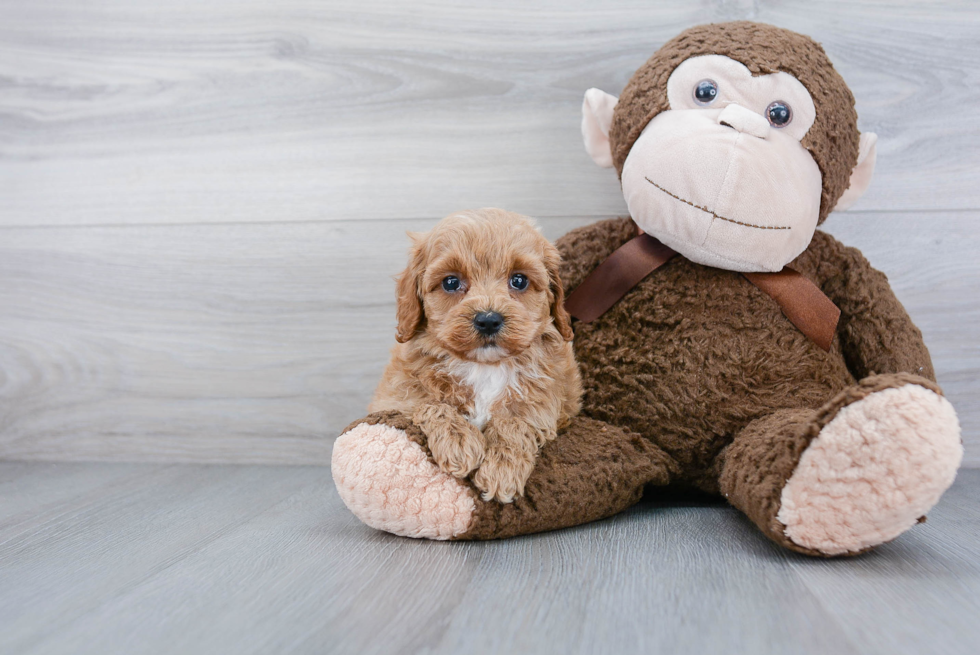 Cockapoo Puppy for Adoption