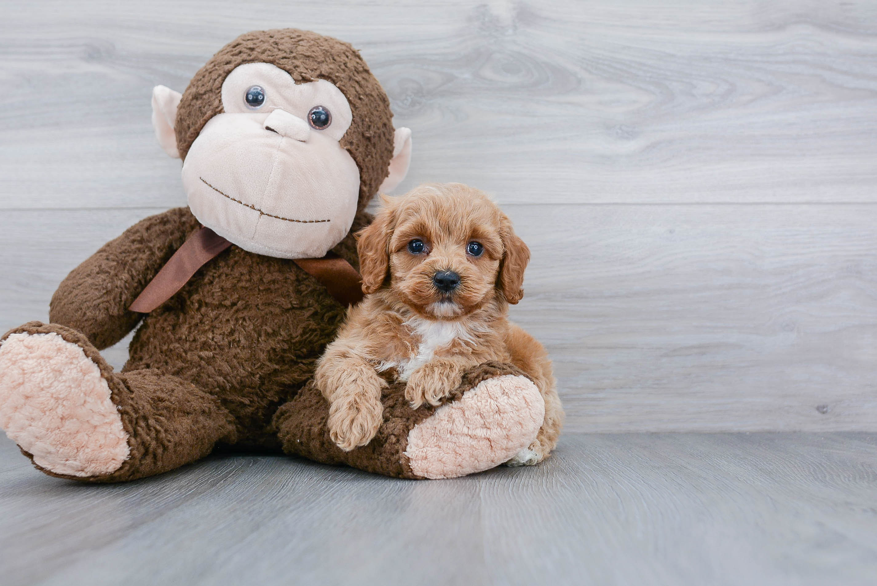 Cockapoo Puppy for Adoption