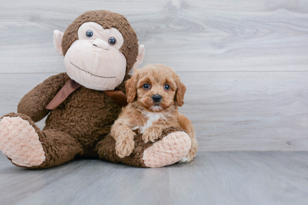 Cockapoo Puppy for Adoption