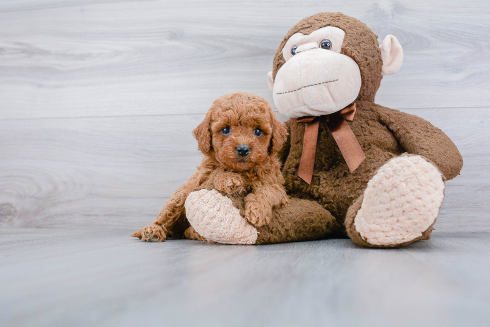 Funny Cockapoo Poodle Mix Pup