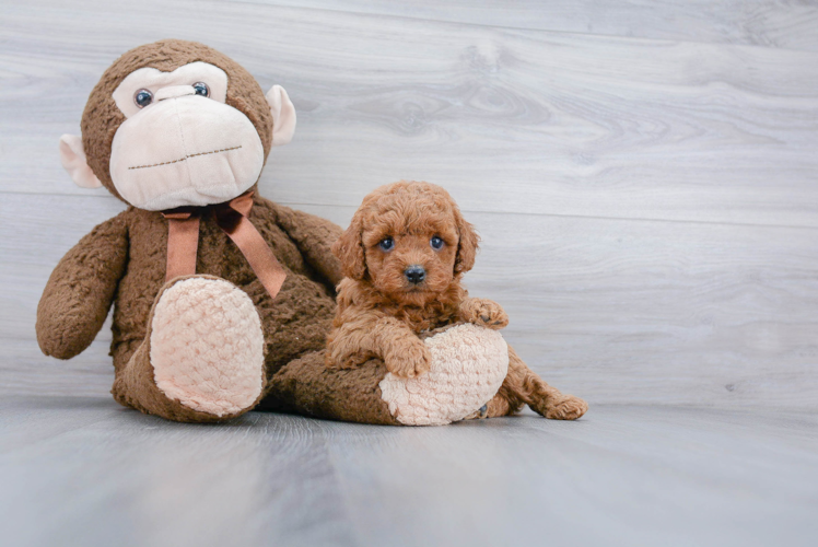 Cute Cockapoo Baby