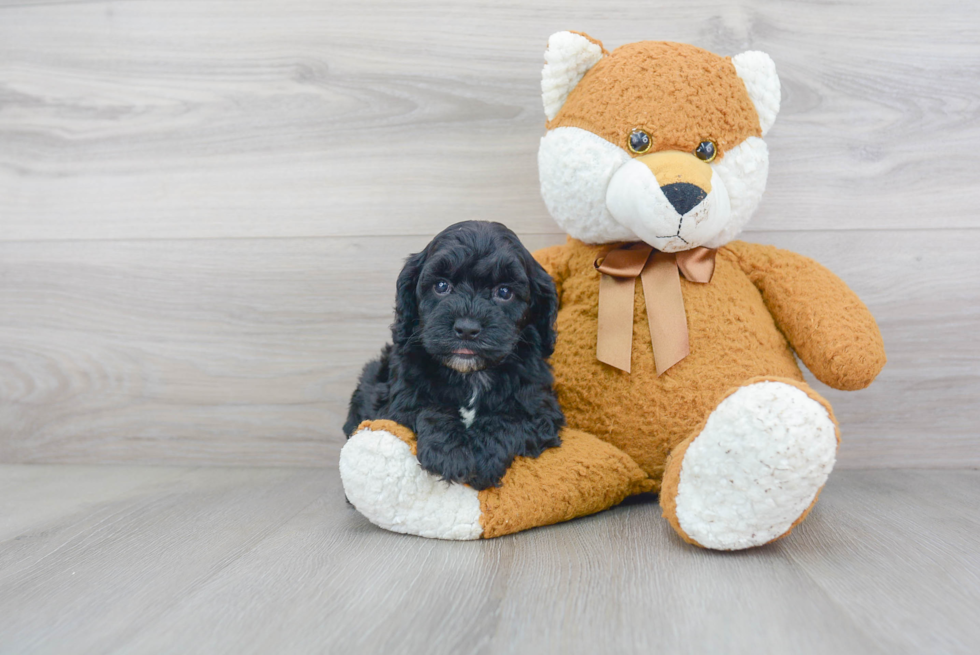 Energetic Cockerpoo Poodle Mix Puppy