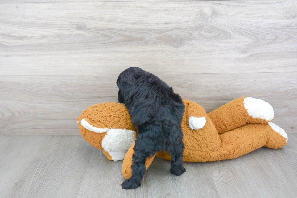 Cute Cockapoo Baby