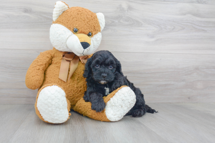 Sweet Cockapoo Baby