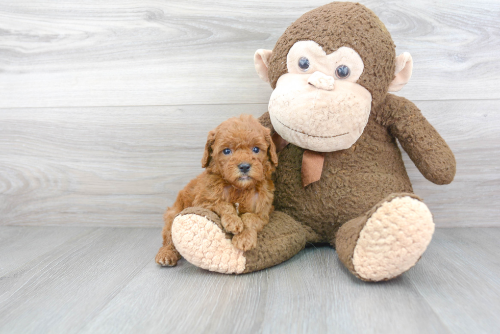 Best Cockapoo Baby