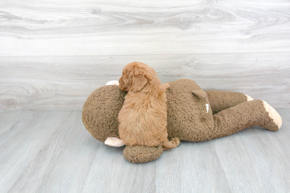 Adorable Cockerpoo Poodle Mix Puppy