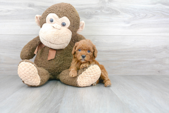 Fluffy Cockapoo Poodle Mix Pup