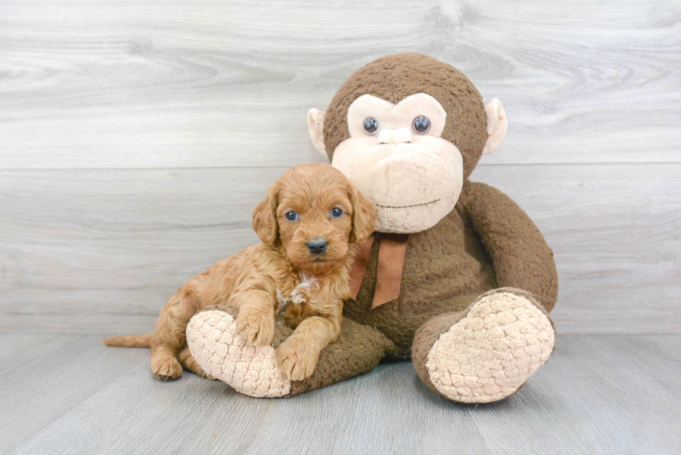 Cockapoo Puppy for Adoption