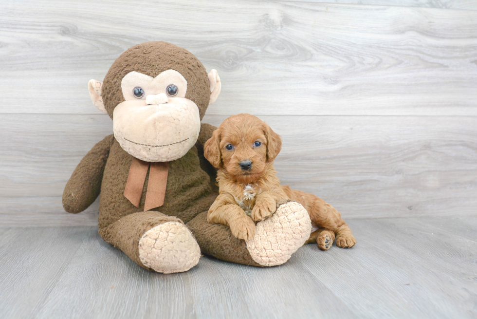 Cockapoo Pup Being Cute