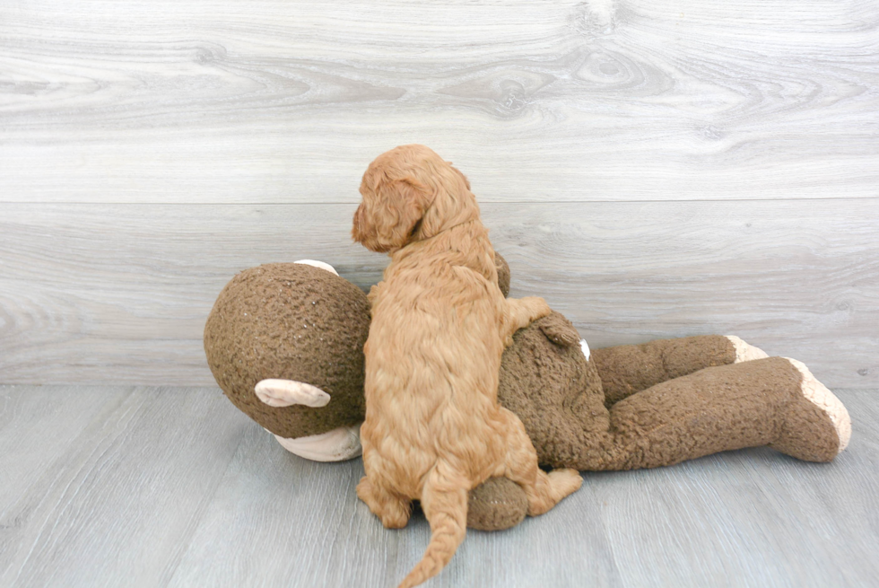 Cockapoo Puppy for Adoption