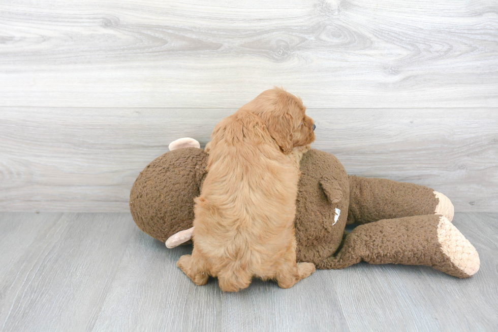 Adorable Cockerpoo Poodle Mix Puppy