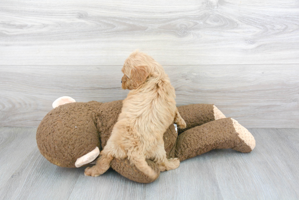 Sweet Cockapoo Baby